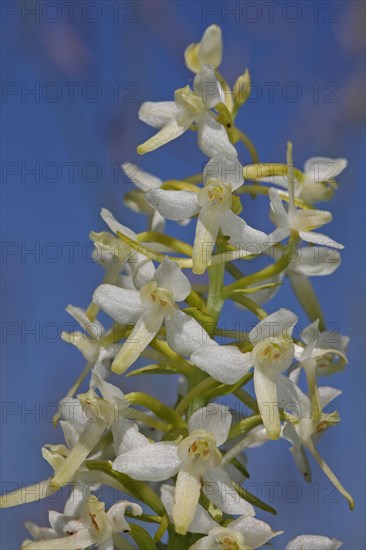 Greenish Forest Hyacinth