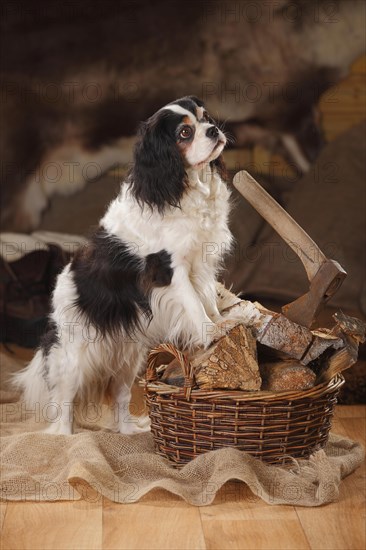 Cavalier King Charles Spaniel