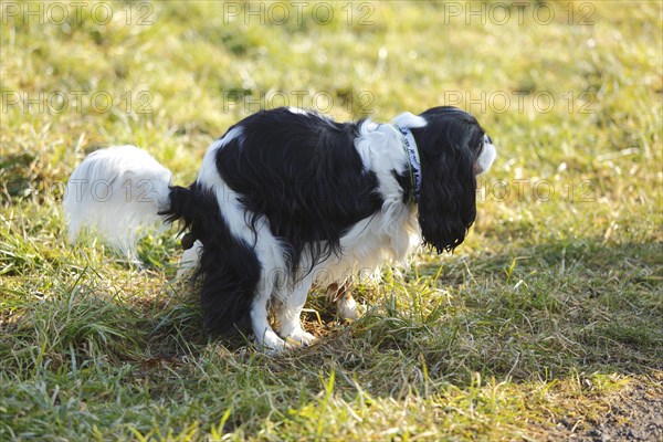 Cavalier King Charles Spaniel