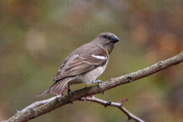 Chestnut-shouldered Petronia