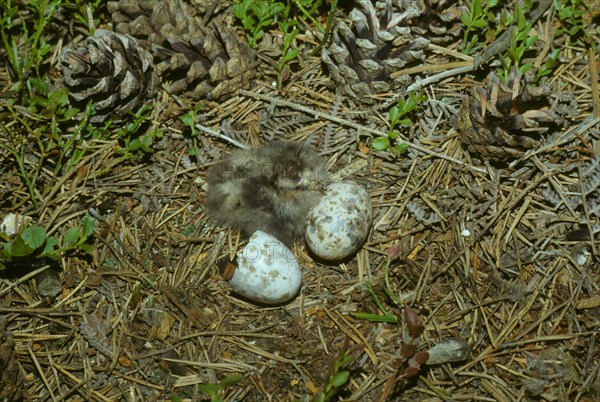 Nightjar