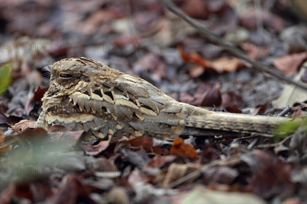 Long-tailed Nightjar