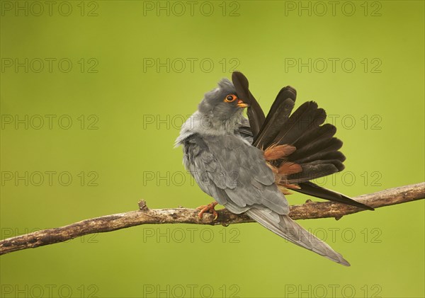 Red-footed falcon