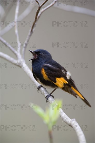 American Redstart