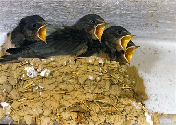 Barn swallow