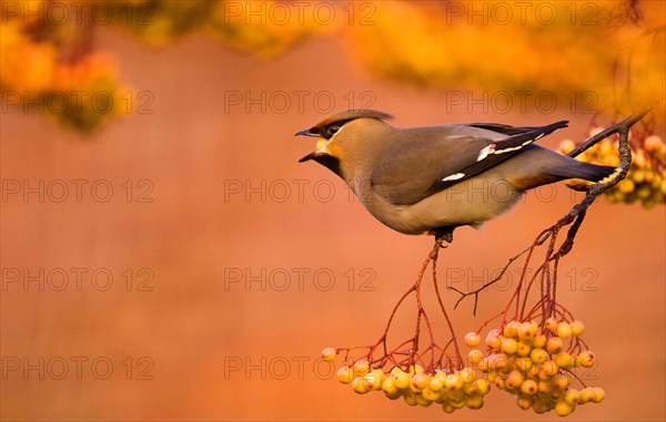 Bohemian Waxwing