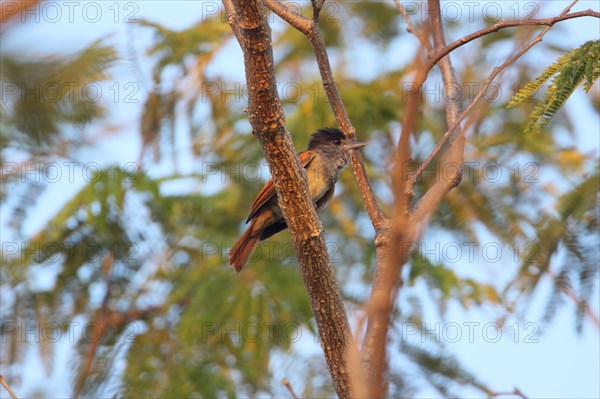Rose-throated becard