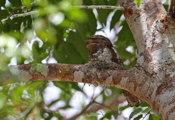 Blyth's frogmouth