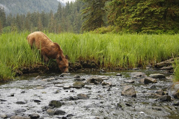 Grizzly Bear