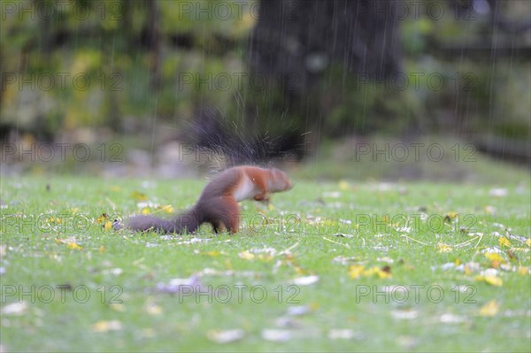Adult Eurasian red eurasian red squirrel