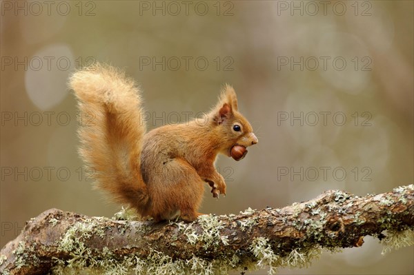 Eurasian red eurasian red squirrel