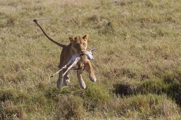 Masai Lion