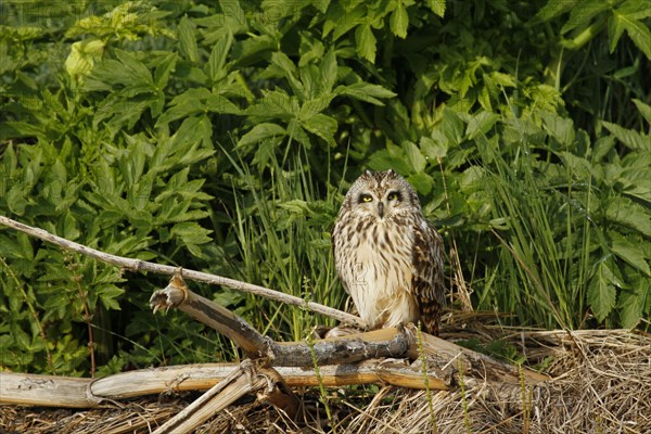 Short-eared Owl