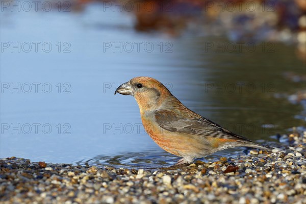 Red Crossbill