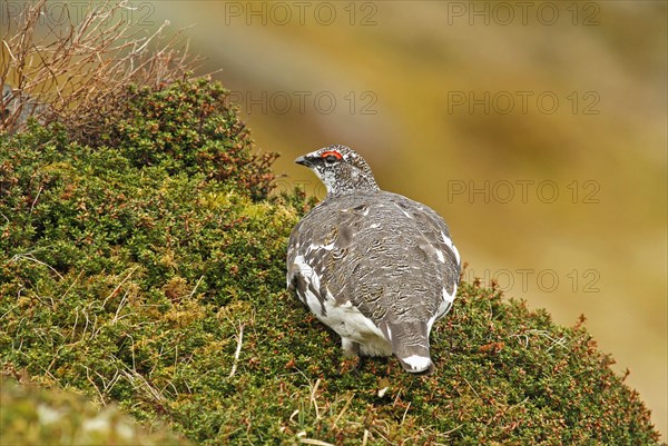 Rock Ptarmigan