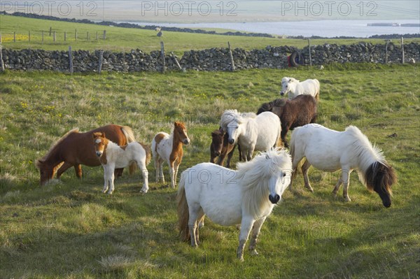 Shetland Pony