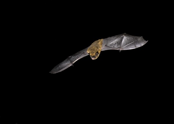 Common Pipistrelle