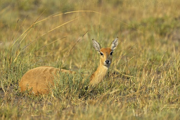 Oribi