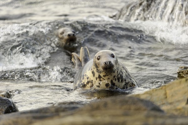 Grey Seal