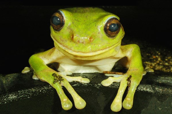 White's Treefrog