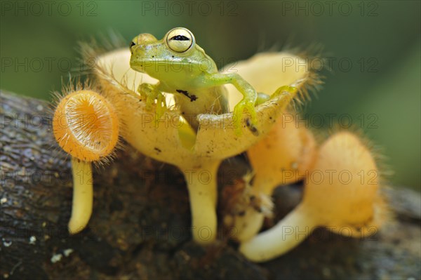 Gunther's banded tree frog