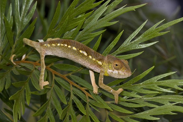 Spiny-backed or madagascar giant chameleon