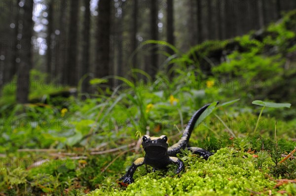 Golden Alpine Salamander