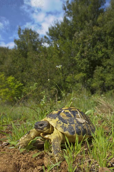 Greek tortoise