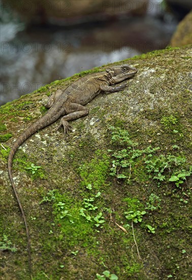 Common Basilisk