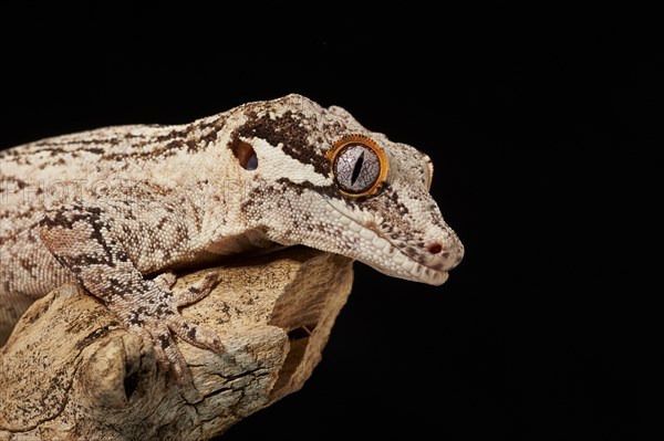 Gargoyle gecko