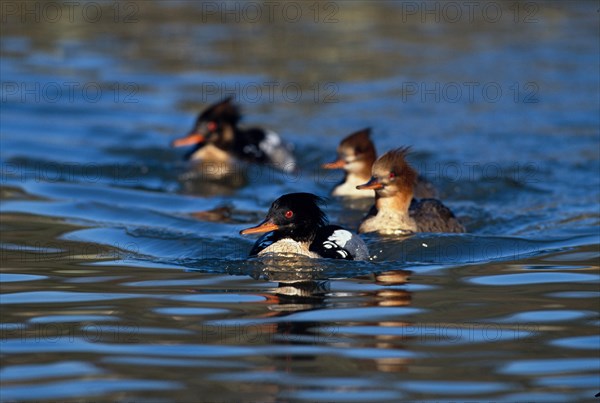 Red-breasted merganser