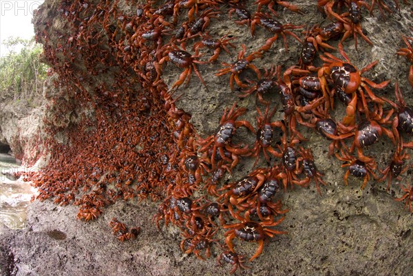 Christmas island red crab