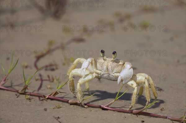 Atlantic ghost crabs