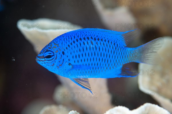 Springer's Damselfish