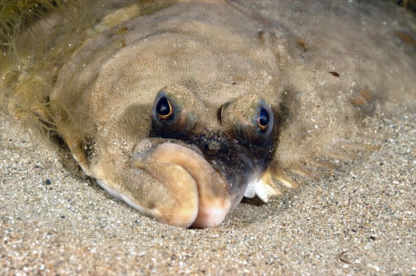 European european plaice