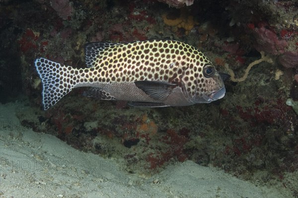 Harlequin Sweetlips