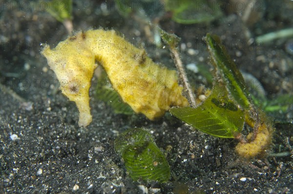 Common seahorse