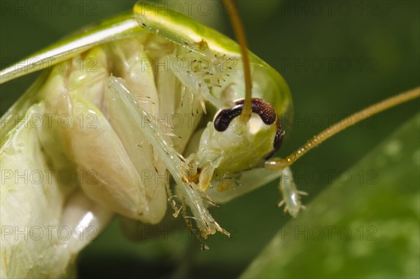 Green Banana Cockroach