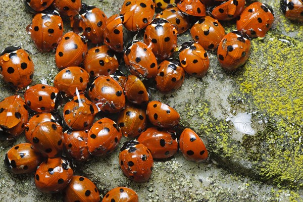 Coccinella 7-punctata