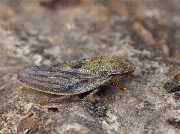 Froghopper