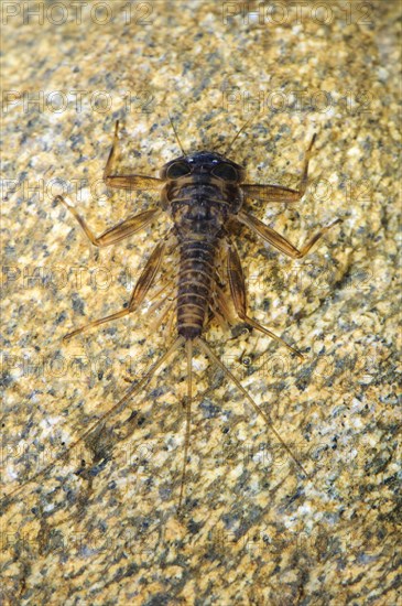 False March Brown mayfly