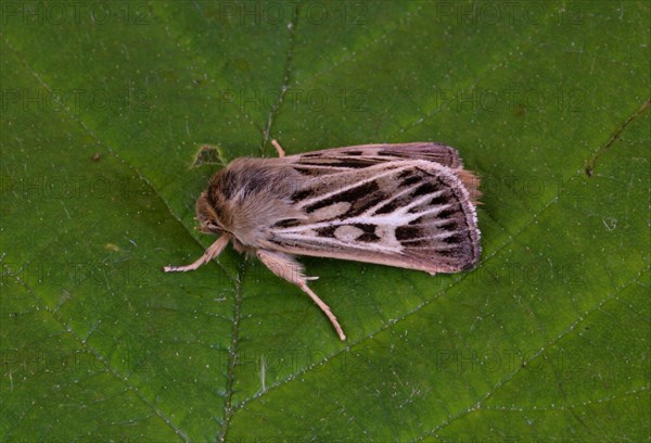 Antler Moth