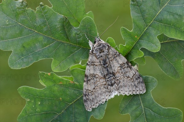 Clifden blue underwing