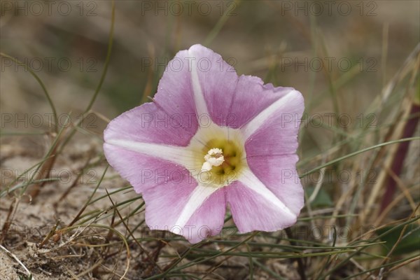 Sea bindweed