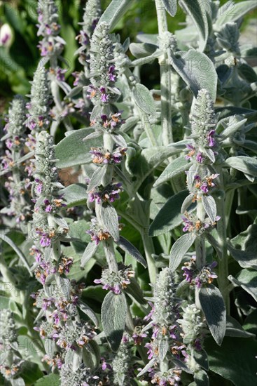 Lamb's ear