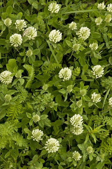 Panonnic Clover