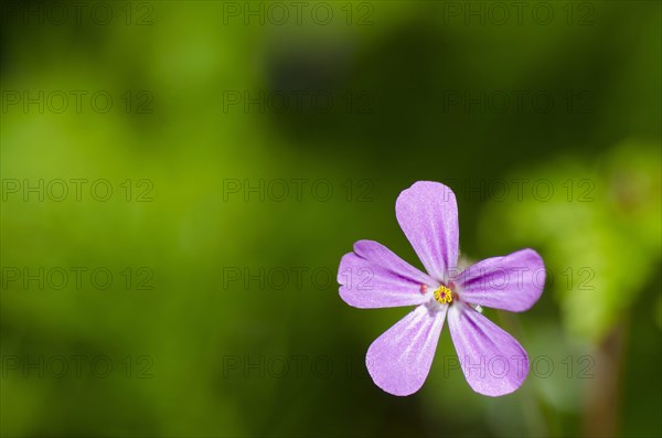 Herb robert