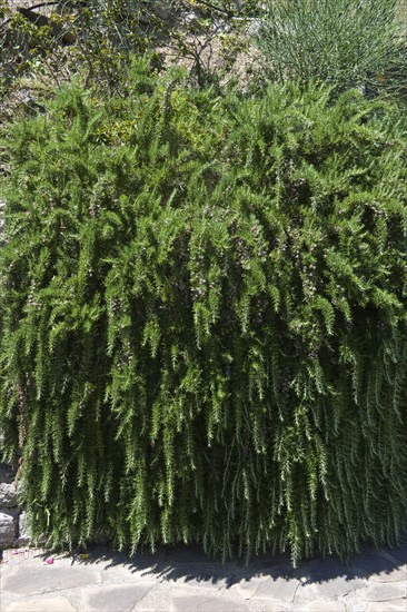 Creeping rosemary