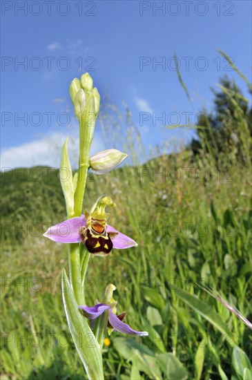 Bee Orchid