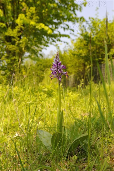 Military Orchid